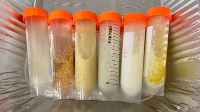 Six labelled sample tubes with orange caps lined up in a tray, each holding a different pale mixture for an experiment
